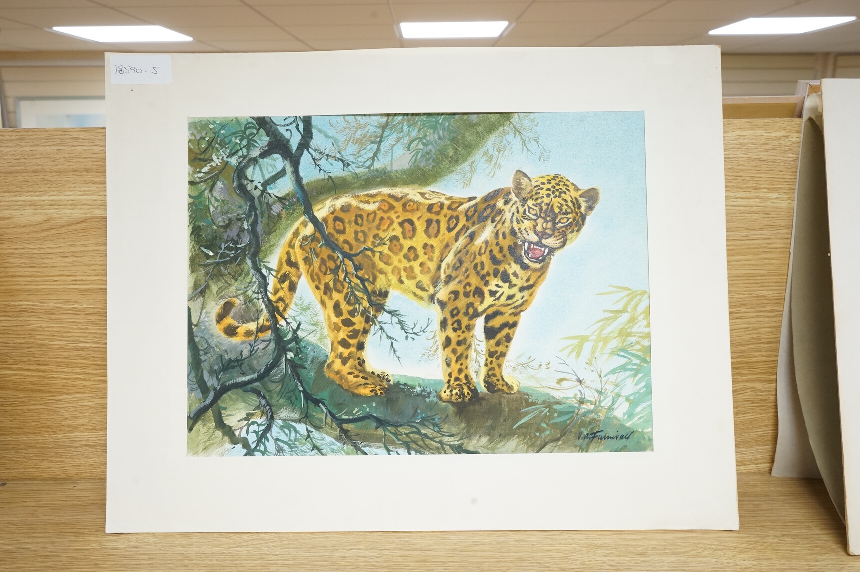 V. R. Furnivall, Study of a leopard on a branch, signed, mixed media and gouache, 29 x 39cm, mounted, unframed